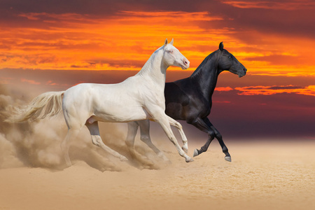 几匹马在沙漠上运行