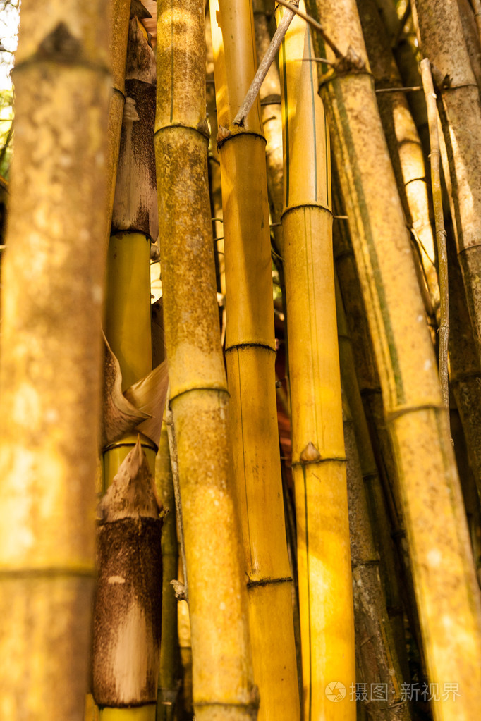 黄色老竹森林closup