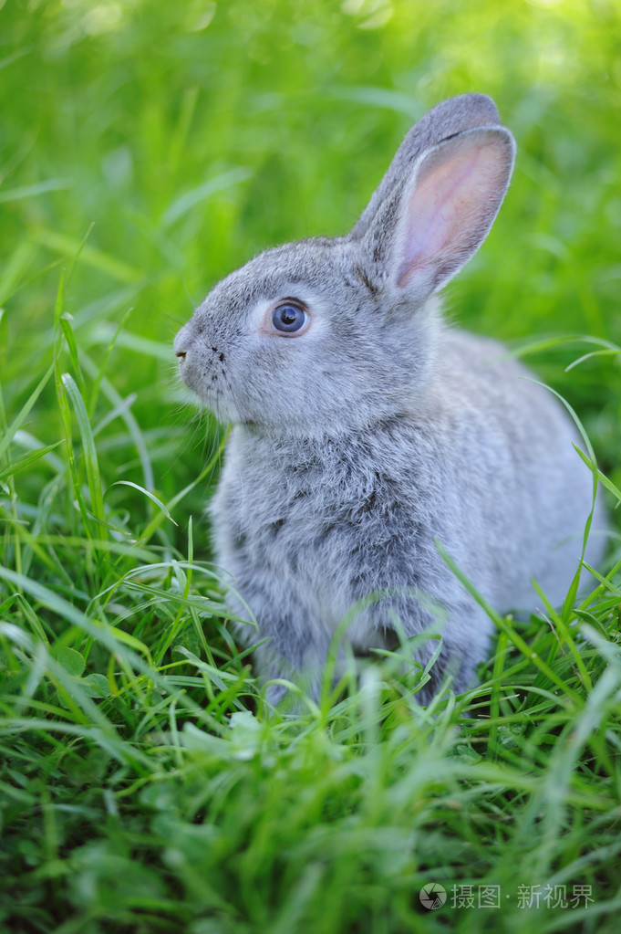 灰色的小兔子在草地上照片-正版商用图片09vx2h-摄图新视界