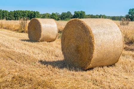 草堆在农田里.小麦收获概念.阳光明媚的夏日里的乡下.圆捆的干草.