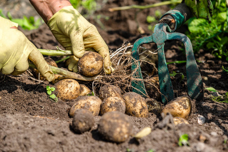 田间有机马铃薯收获.农夫从泥土里挖马铃薯.自农场的生态蔬菜照片