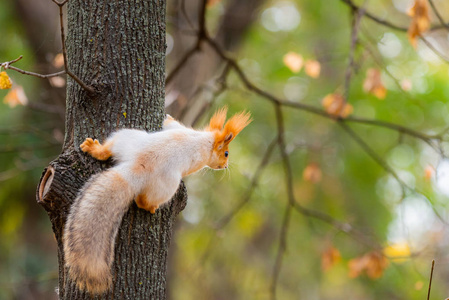 一只野生松鼠在寒冷阳光明媚的秋日被抓获, 有趣可爱的松鼠在秋天公园的树上。五颜六色的自然, 秋天季节概念