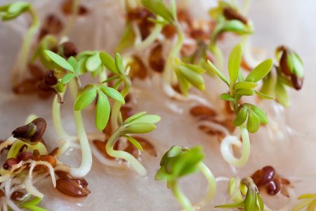 正在发芽的香椿正在发芽的种子照片