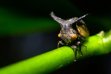 在天然森林的奇怪 Treehopper