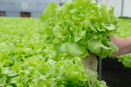 农水农场温室种植生菜蔬菜的农户