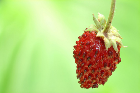 宏红草莓在森林里