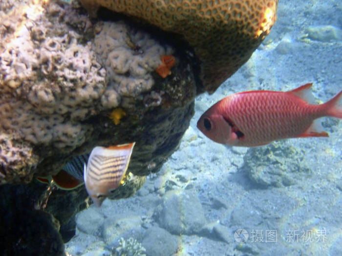 红海埃拉特湾珊瑚礁的松果酮士兵鱼mydjanmyripristis