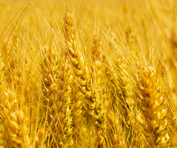 黄成熟小麦图片