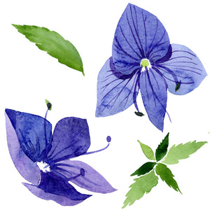 维罗妮卡黑松图片-维罗妮卡黑松素材-维罗妮卡黑松插画-摄图新视界