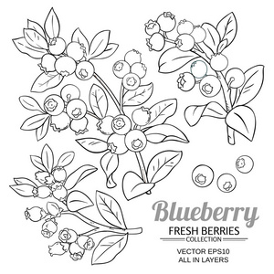 蓝莓植物矢量设置白色背景