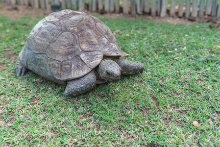 龟。南非