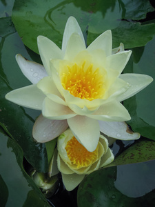 美丽的 waterlilly 花