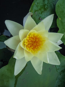 美丽的 waterlilly 花