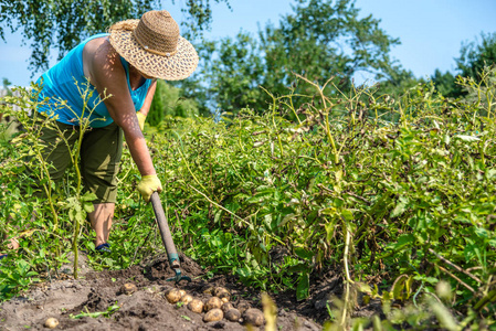 生物蔬菜养殖。田间有机马铃薯收获。农夫从泥土里挖土豆