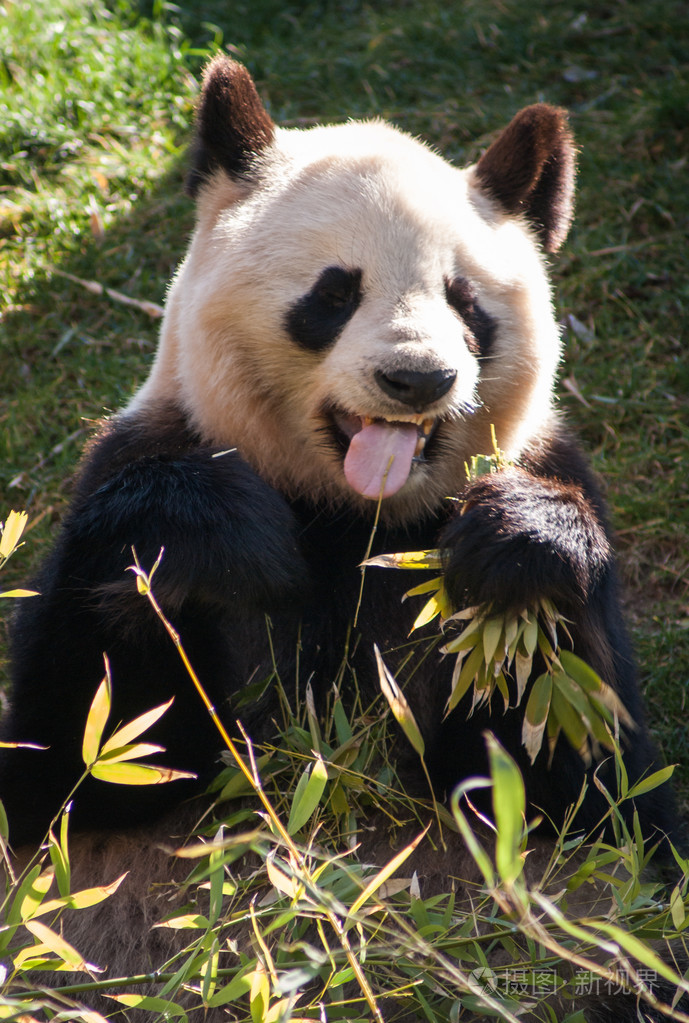 熊猫吃竹子