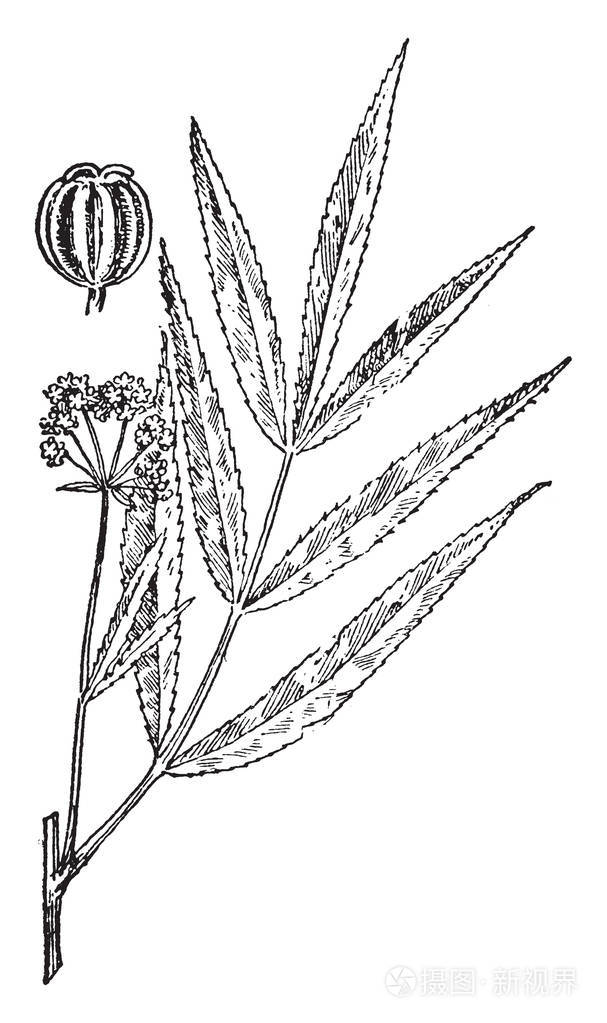 显示水防风的图片这是从伞形科家庭和简单的叶子本厂生产白花复古线画