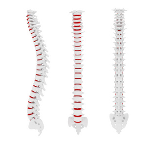 白色背景上分离出的人体脊柱