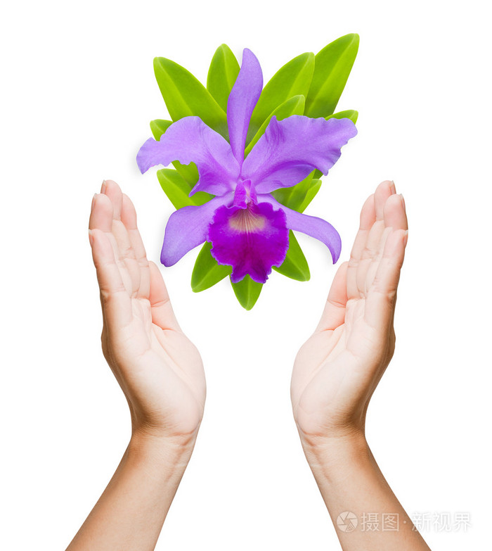 关于妇女的兰花手放在白色的背景