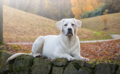 年轻可爱的白色拉布拉多猎犬犬狗与漂亮的脸户外