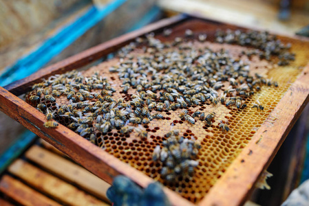 保持架的蜂窝蜜蜂的养蜂人