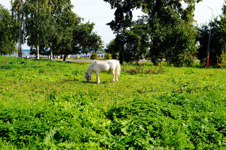 漂亮的白马在草地上吃草