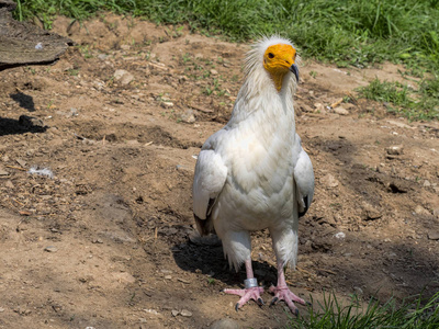 埃及秃鹫, Neophron percnopterus, 是小龙虾鸟