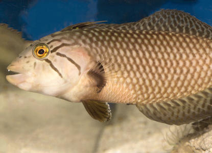 已识别到 1000个 海洋鱼类在水中 相似素材图片