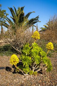 在 San Pedro 德尔皮纳塔尔花草