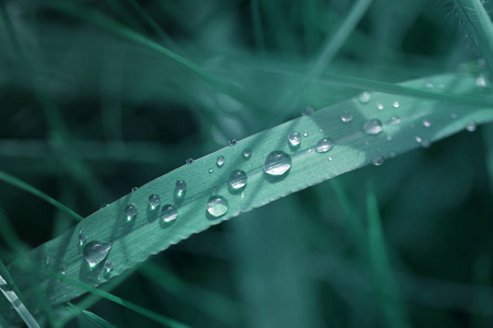 新鲜的绿草, 露水滴近。绿草背景。清晨的露珠落在树叶上。自然背景