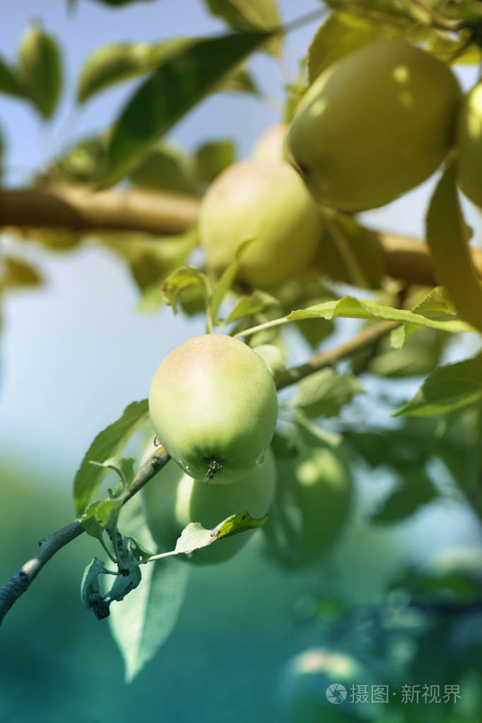 苹果树上的树枝在花园里.树上的苹果