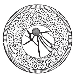 海胆卵, 显示径向纹状细胞膜原生质, 复古线画或雕刻插图