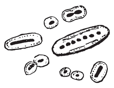 流感嗜血杆菌的双球菌, 古老的雕刻插图照片