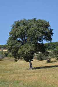 Albero cielo azzurro 车 gli 发大檐口。树在一个领域的中间与蓝色的天空, 帧它