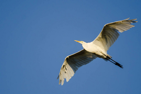 大白鹭飞翔在蔚蓝的天空