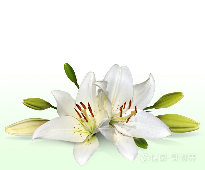 复活节的百合花 也称为11 月百合照片 正版商用图片09weyu 摄图新视界