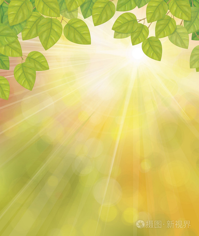 绿色的树叶在阳光明媚的天空