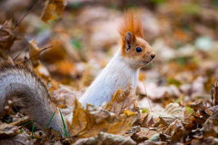 松鼠在秋天公园森林。松鼠与坚果在秋天森林公园场面。秋松鼠肖像。松鼠在秋天公园看法