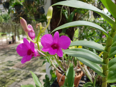 花 兰科或兰花花 紫色, 紫罗兰色, 白色和粉红色, 自然美丽的花朵在花园里