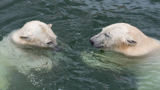 两只白色北极熊