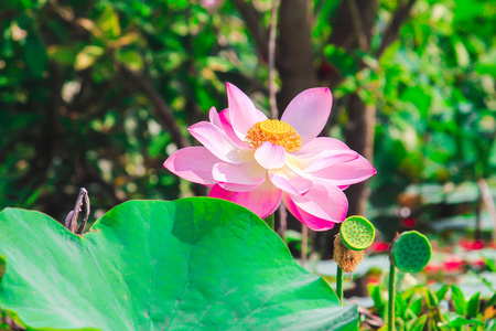 美丽的荷花或睡莲鲜花自然背景