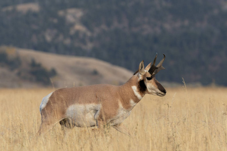 在怀俄明州秋天的一只角羚羚羊降压