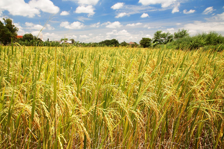 在农业产业化的收获的稻田照片