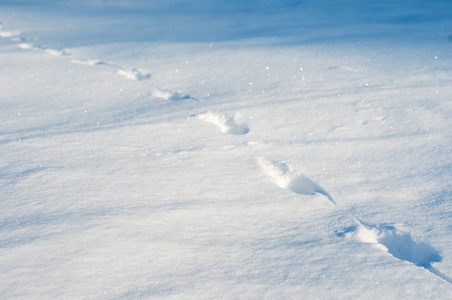 在深雪的脚印作为纹理。在阳光明媚的日子, 新鲜的斯诺德里夫特动物的踪迹