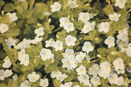 白色的野花