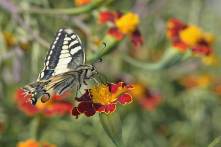 凤蝶凤蝶 machaon 幼虫