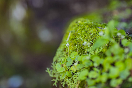 绿色苔藓生长与一朵小花吸引注意。苔藓纹理表面, 绿色苔藓背景。在后台写入的空间