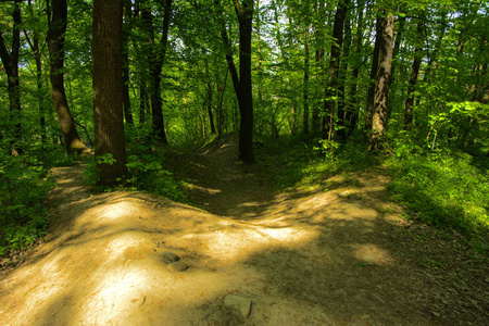 在茂密的绿色森林中, 一条空旷的砾石小路被高大的树木围绕着太阳的背景穿过它们。
