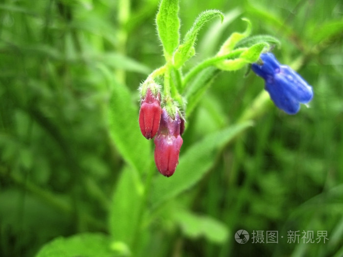 蓝色花开在草地上的夏季