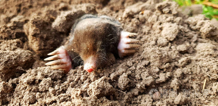 鼹鼠从草坪上的地上出来