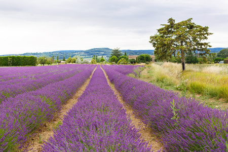 在普罗旺斯，法国的 valensole 附近的薰衣草田